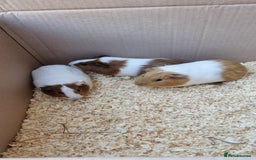 Guinea Pig rodents for sale: 8 week old female guineapigs - Image 1