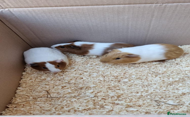 Guinea Pig rodents - Advert 9