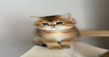 British Shorthair cats - Advert 7
