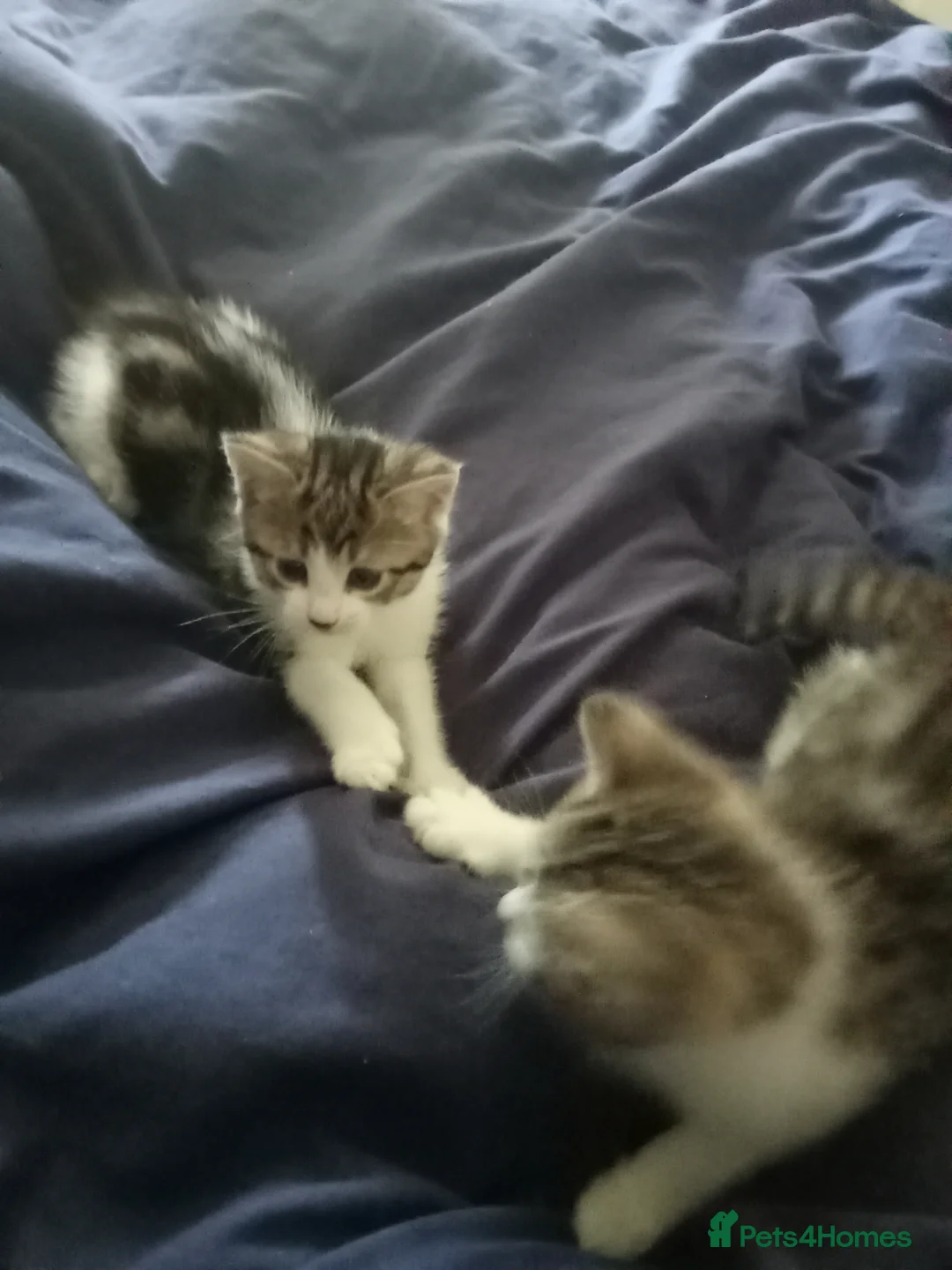 Mixed Breed cats for sale: Tabby male kitten  - Advert 2