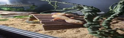 Leopard Gecko reptiles for sale: Albino Leopard Gecko in Glasgow - Advert 1