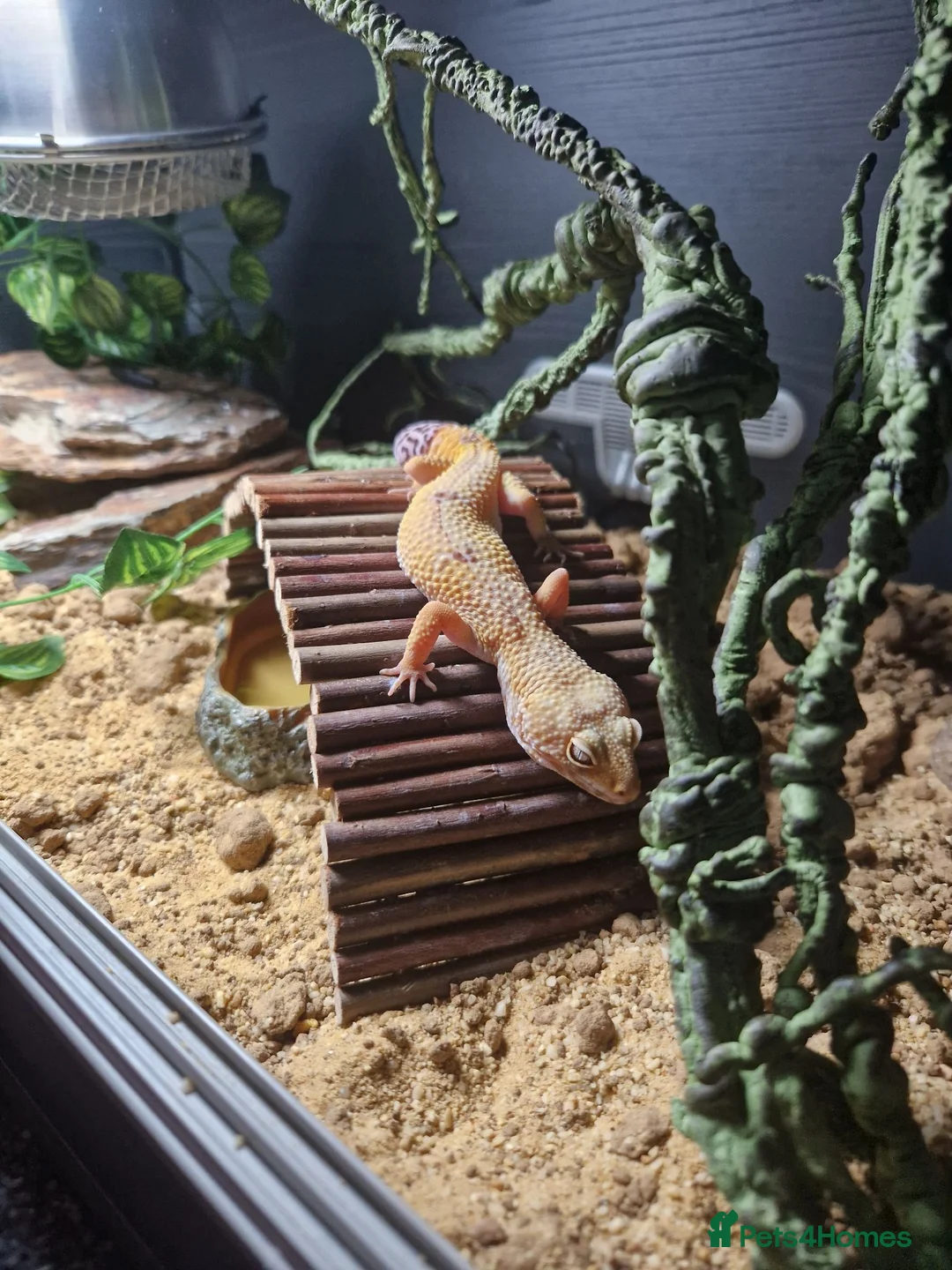 Leopard Gecko reptiles for sale: Albino Leopard Gecko in Glasgow - Advert 1