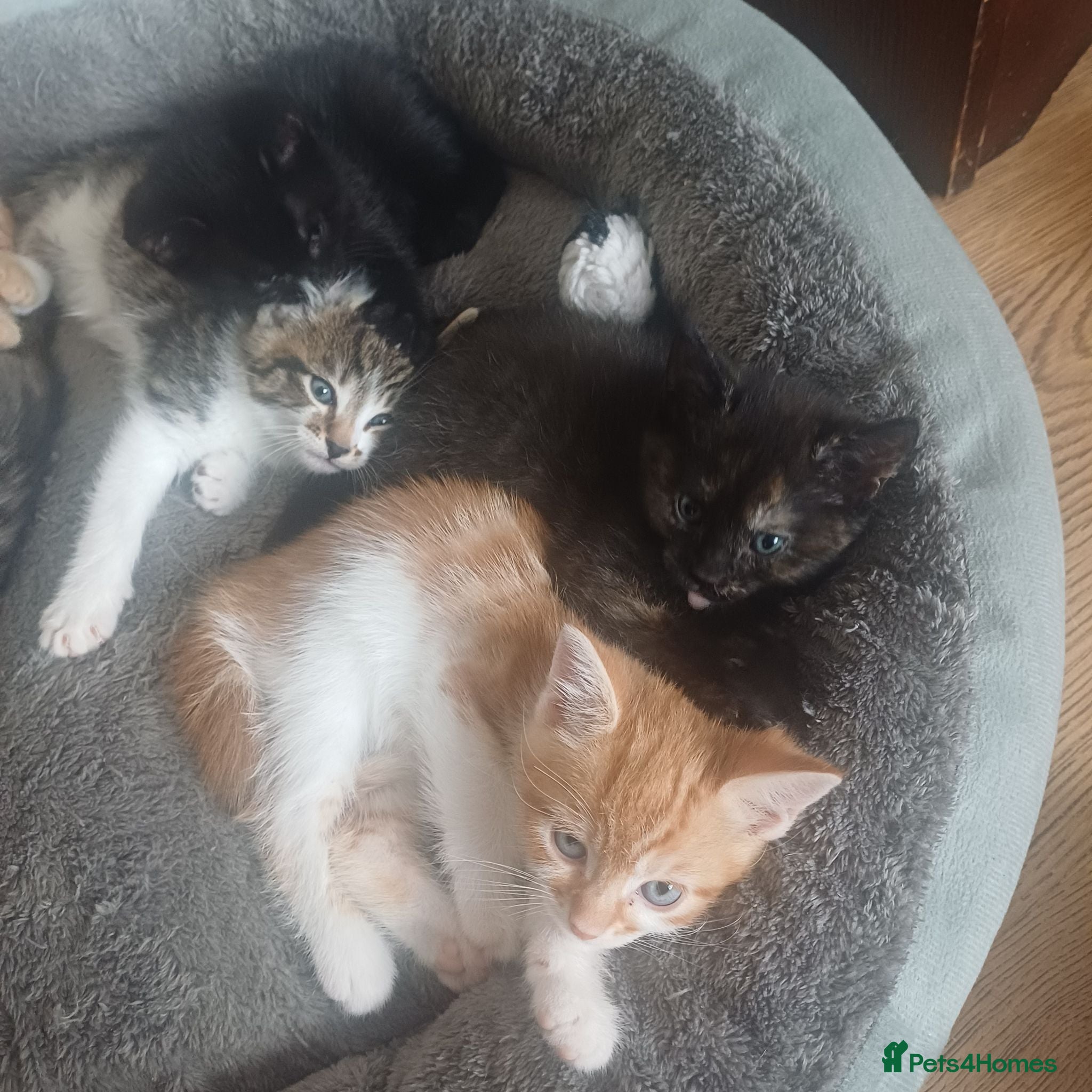 Mixed Breed cats for sale: Wonderful Kittens🥰🥰🥰 - Advert 2