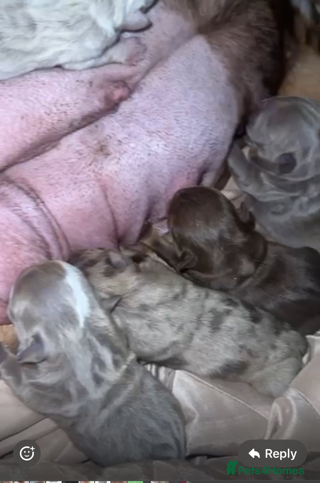English Bulldog dogs for sale: Last 2 left ready to go to new home  - Image 5
