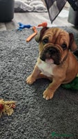 Mixed Breed dogs - Advert 13