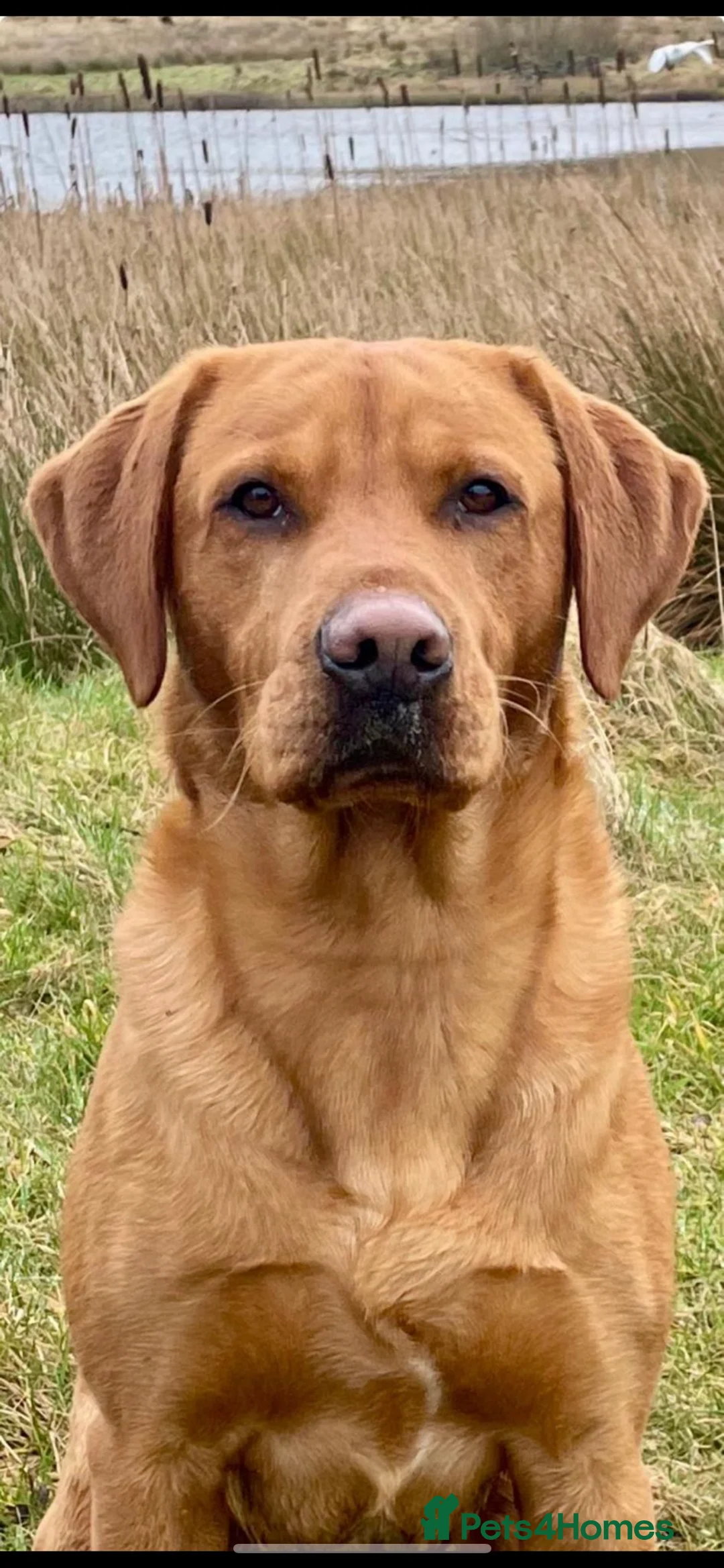 Labrador Retriever dogs for stud: Echo Fox Red Lab - Proven Stud in Glasgow - Advert 1