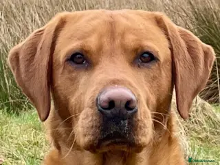 Labrador Retriever dogs Echo Fox Red Lab - Proven Stud in Glasgow - Advert 18