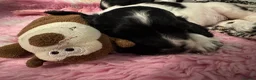 English Springer Spaniel dogs for sale: KC Registered Spring Spaniels - Advert 9