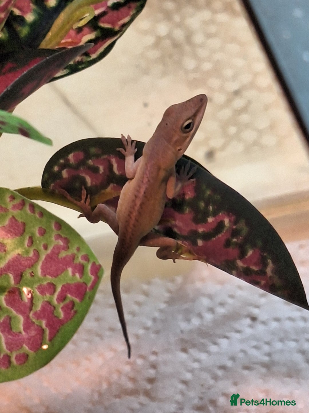 Anole reptiles for sale: Male Green Anole  - Advert 1