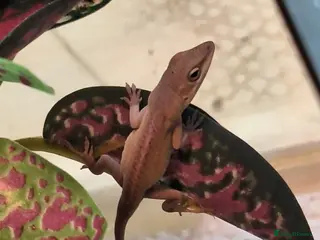 Anole reptiles Male Green Anole - Advert 1