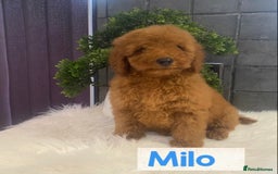 Miniature Poodle dogs for sale: Gorgeous Red Minature Poodles Puppies  - Image 9