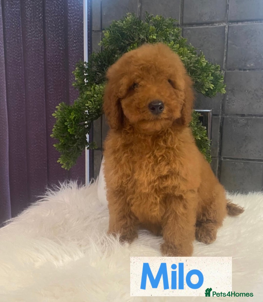 Miniature Poodle dogs for sale: Gorgeous Red Minature Poodles Puppies  - Image 9