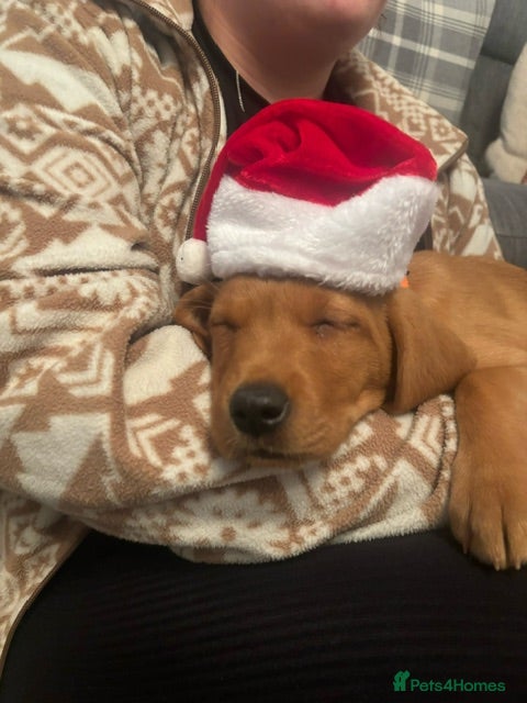 Labrador Retriever dogs SUPER LITTER OF RED FOX LABS - Advert 16