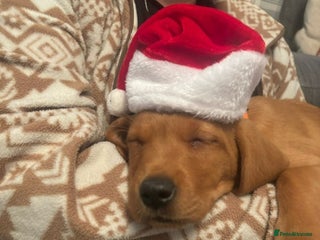 Labrador Retriever dogs SUPER LITTER OF RED FOX LABS - Advert 5