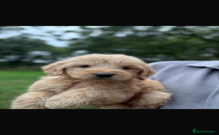 Mini Goldendoodle dogs - Advert 1