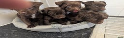 Mixed Breed dogs for sale: Small Jack X spaniel Puppies Ready For New Home  - Advert 4