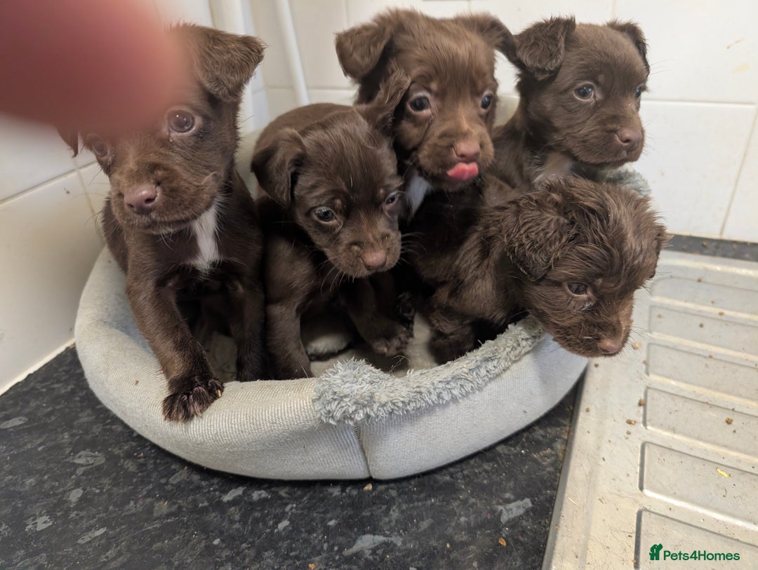 Mixed Breed dogs for sale: Small Jack X spaniel Puppies Ready For New Home  - Advert 4