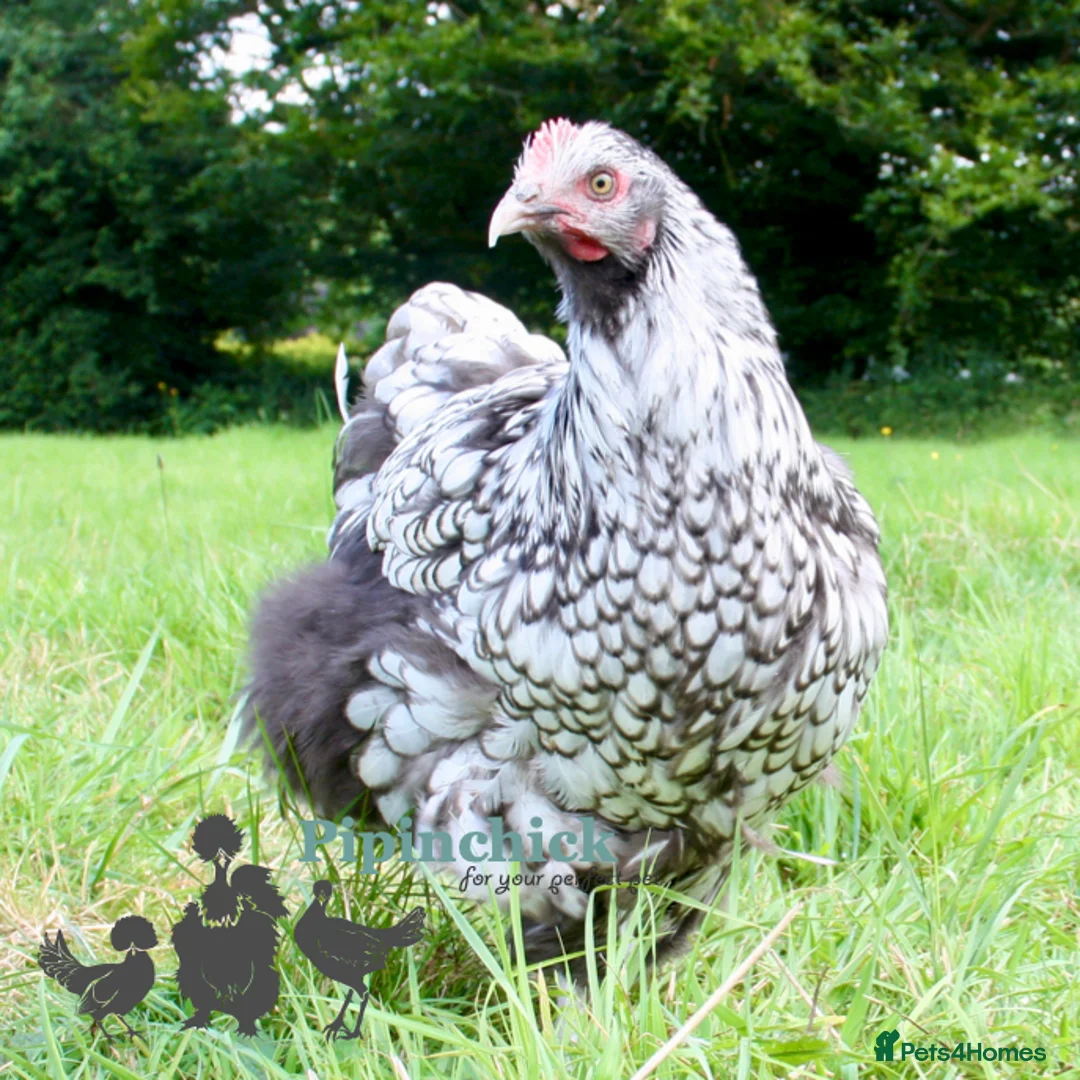 Chickens poultry for sale: Chickens For Sale, Various Breeds - Advert 2