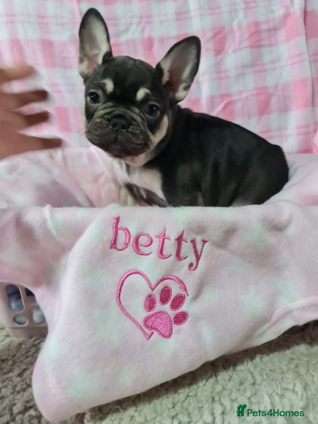 French Bulldog dogs for sale: Betty  - Image 5