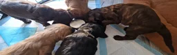Cocker Spaniel dogs for sale: Show type Cocker Spaniels - Advert 6