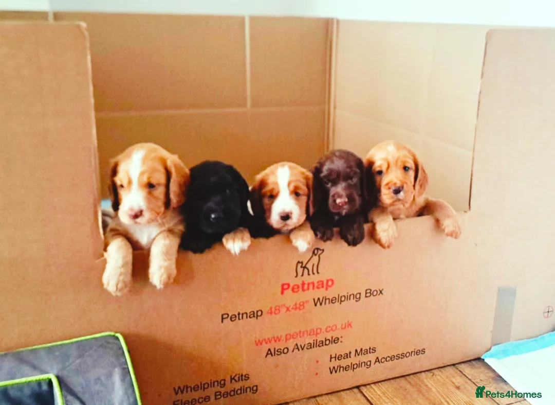 Cocker Spaniel dogs for stud: FTAW fully health tested working cocker stud in Leven - Advert 3