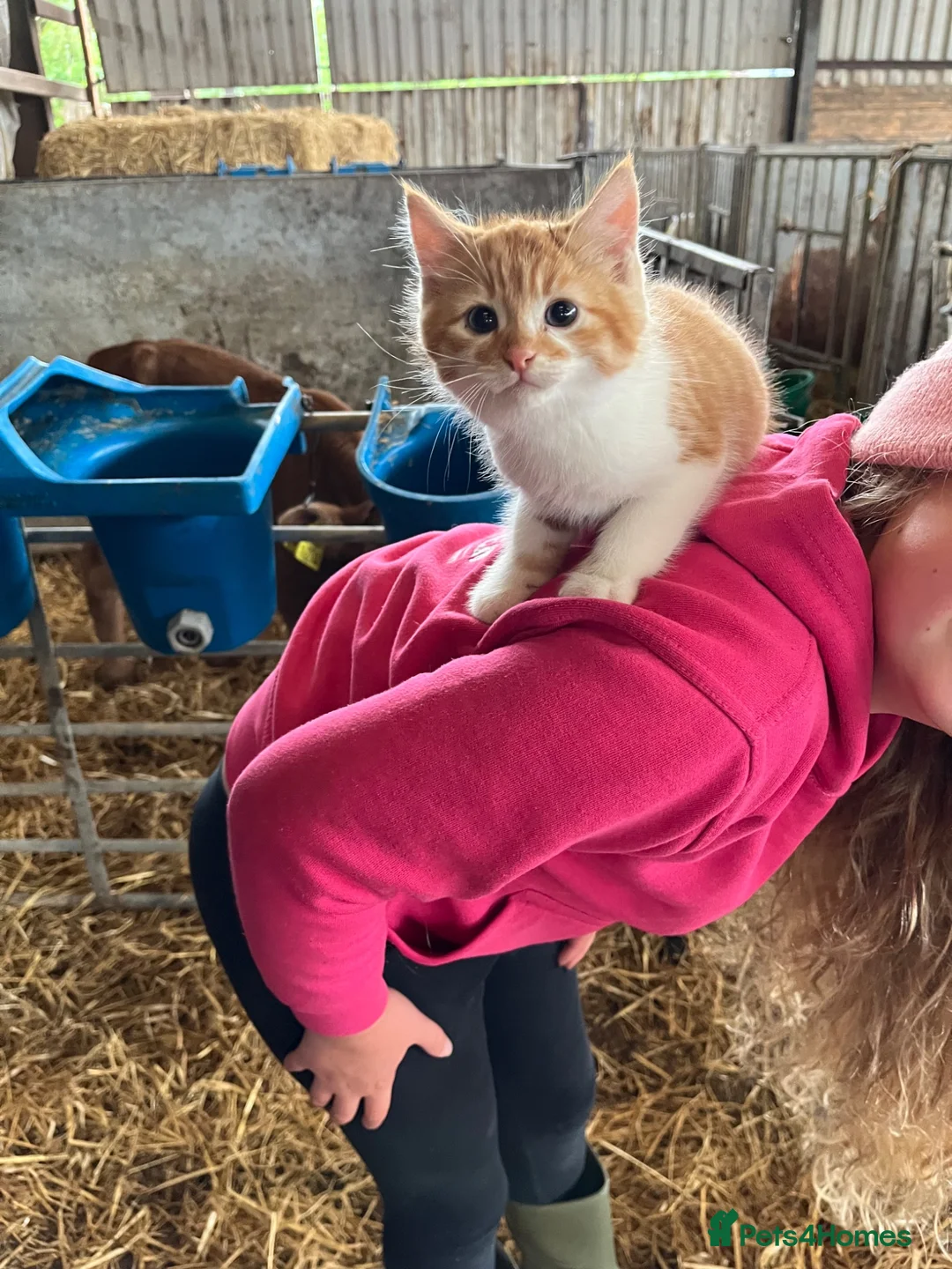 Mixed Breed cats for sale: Beautiful farm kittens for sale - Advert 11
