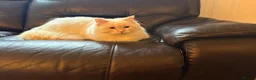 Ragdoll cats for stud: Flame ragdoll stud GCCF & Tica registered - Advert 7