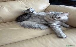 Persian cats for sale: Persian cross kittens - Image 11