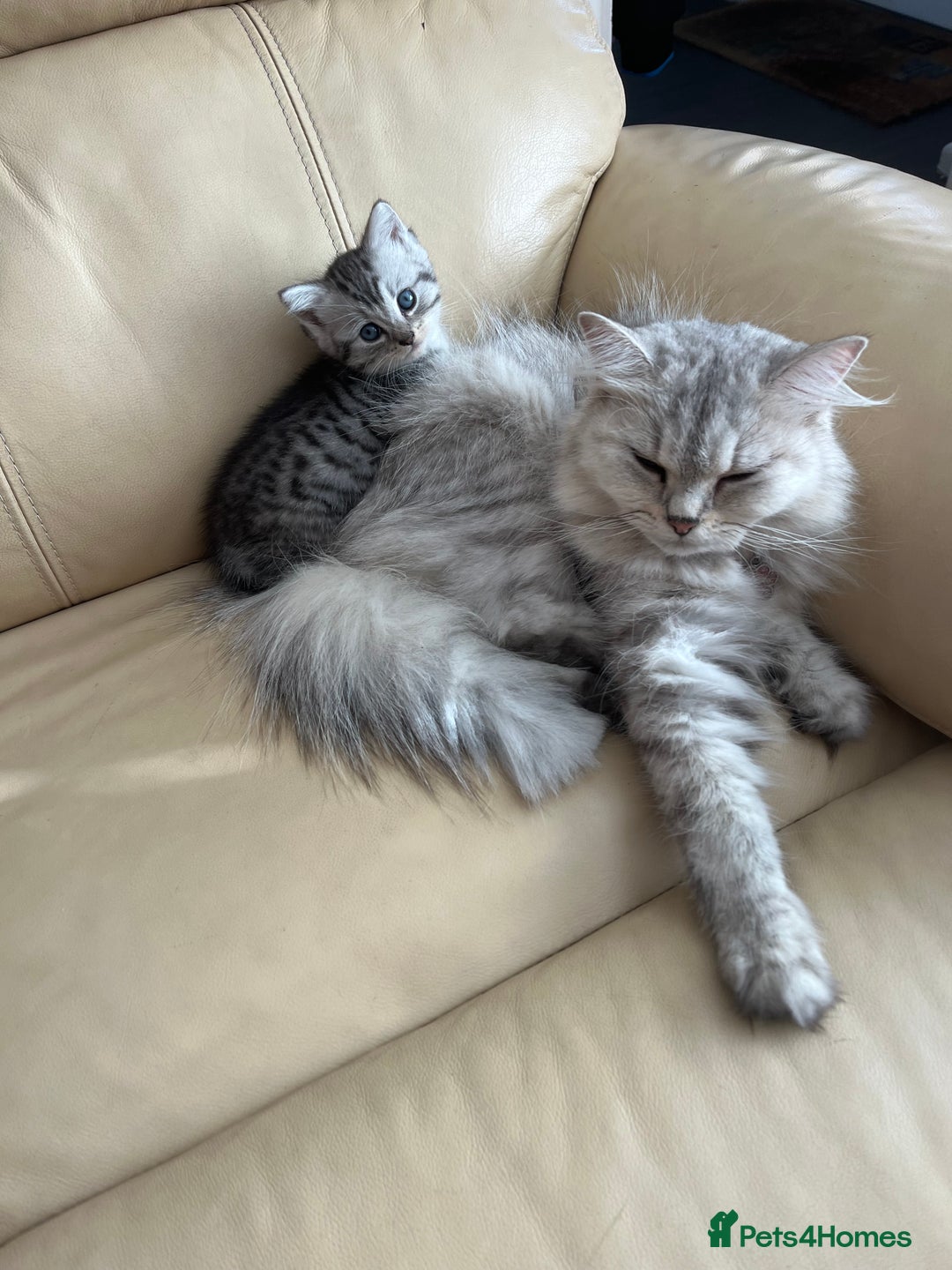 Persian cats for sale: Persian cross kittens - Image 11