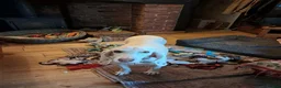 Mixed Breed dogs for adoption: Tuna - lovely Griffon available for adoption - Advert 1