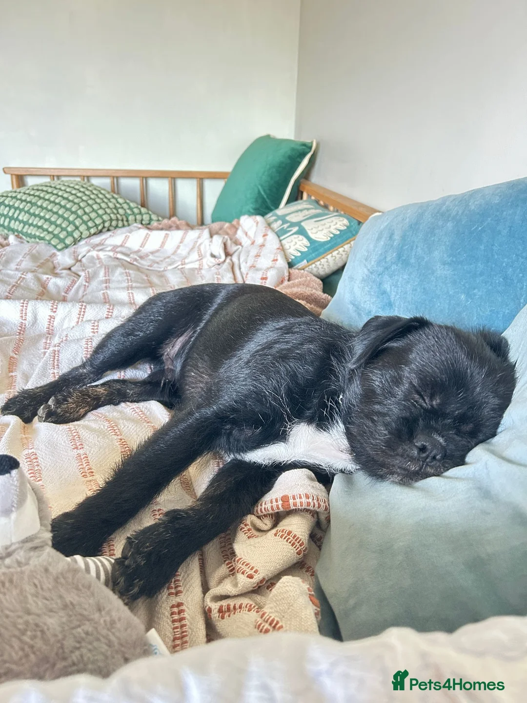 Jug dogs for sale: Jakey Jug needs a new home - Advert 2