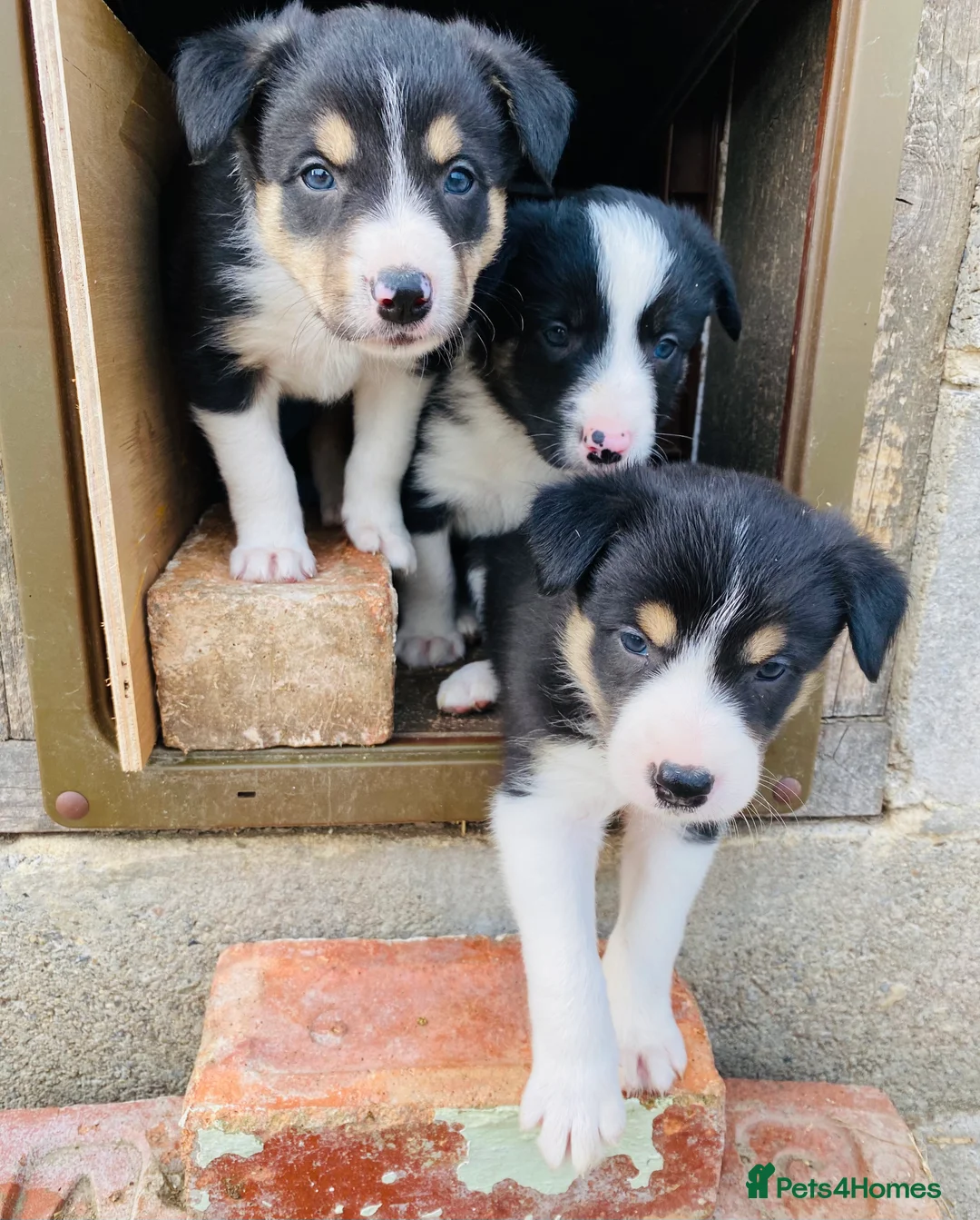 Border Collie dogs for stud: ISDS & KC, well proven, health tested clear stud in Darlington - Advert 10