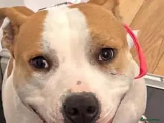 Mixed Breed dogs Indie - Advert 1