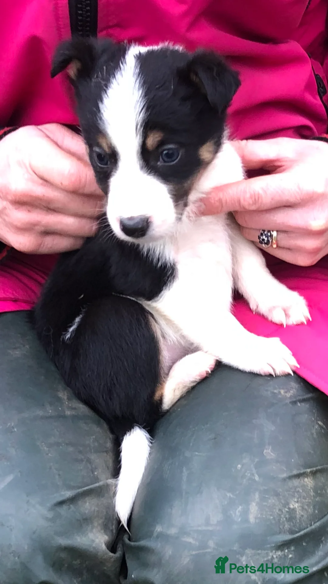 Mixed Breed dogs for sale: Border collie x Australian kelpie  - Advert 2
