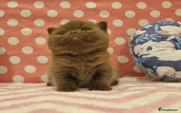 British Shorthair cats for sale: Tica registered British Shorthair kittens Champion - Image 37
