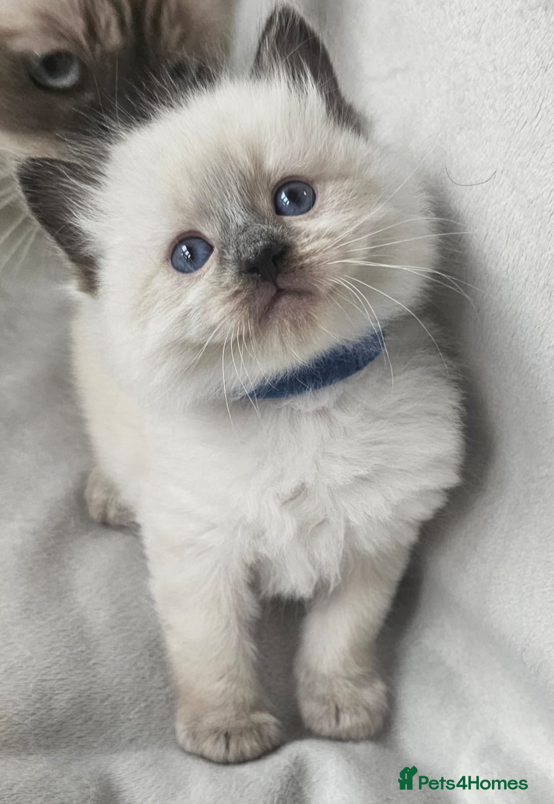 Ragdoll cats for sale: Ragdoll kittens  - Advert 3