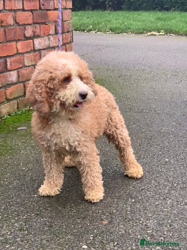 Gallery Image {{count}}