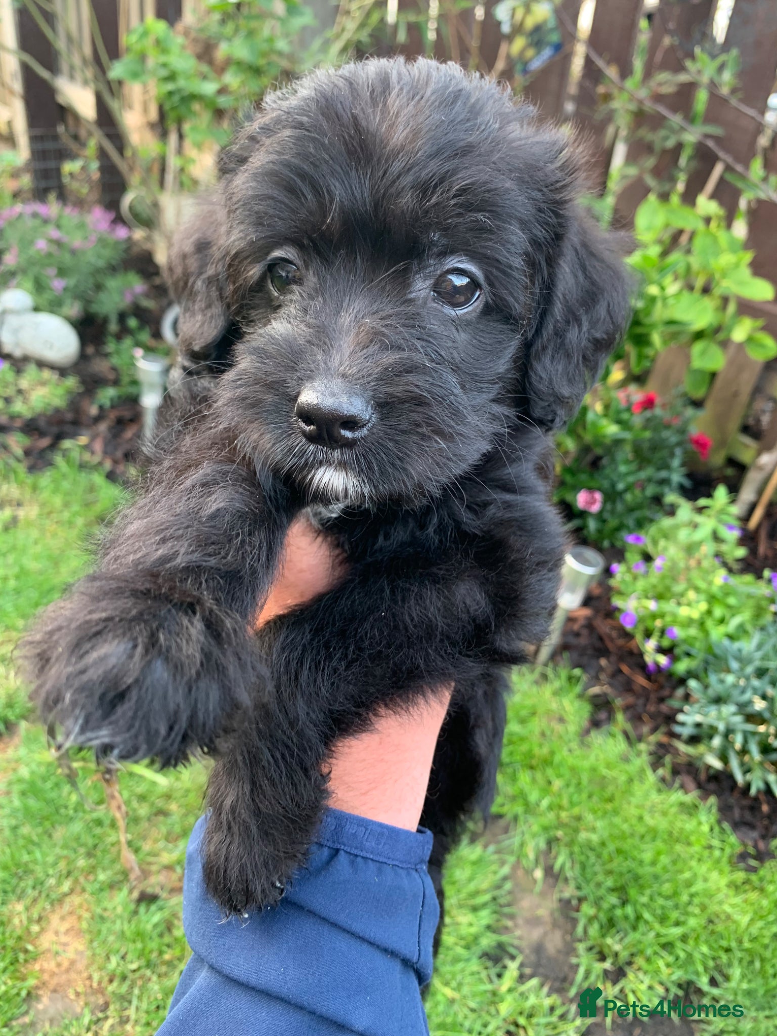 Mixed Breed dogs Whippet cross toy poodle   - Advert 13