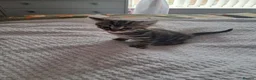 Bengal cats for sale: 3 bengel cross kittens in Shipley - Advert 9