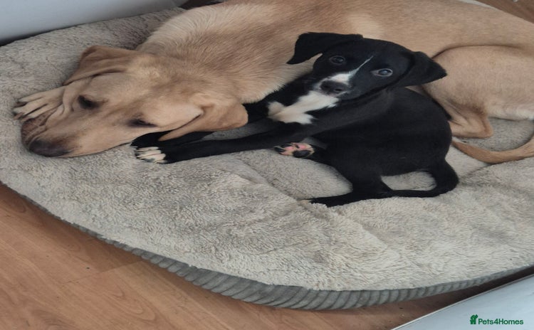 Mixed Breed dogs Labrador cross  - Advert 1