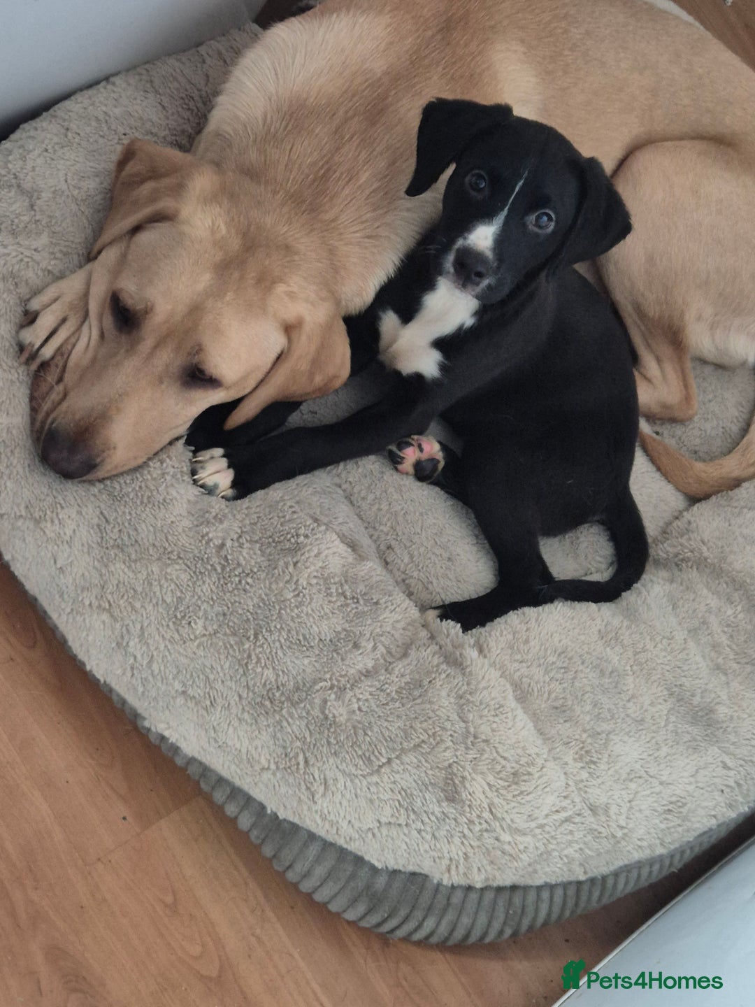 Mixed Breed dogs for sale: Labrador cross  - Advert 1