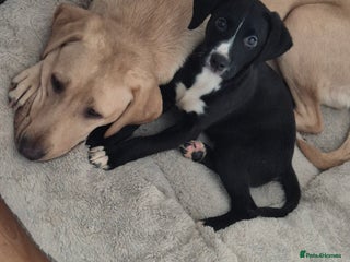 Mixed Breed dogs Labrador cross - Advert 1