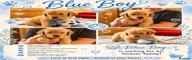 Golden Retriever Blue Collar Boy