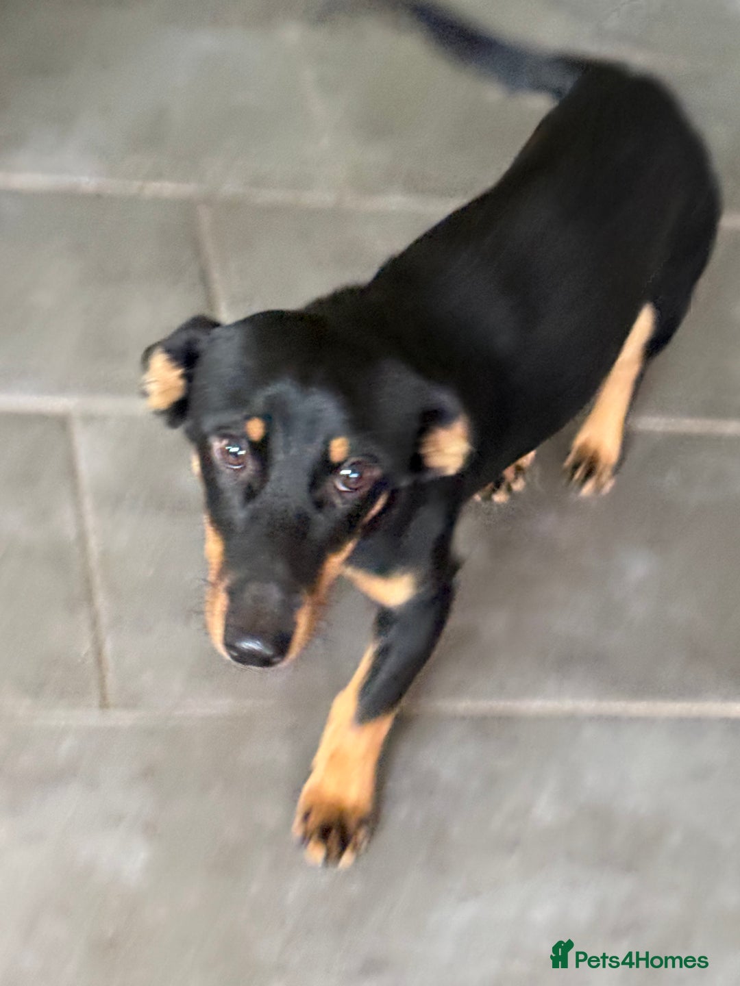 Dachshund dogs for adoption: Rocky needs Love  - Advert 11