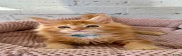 Maine Coon cats for sale: TICa reg 9 XXL Massive Red Kittens - Advert 29