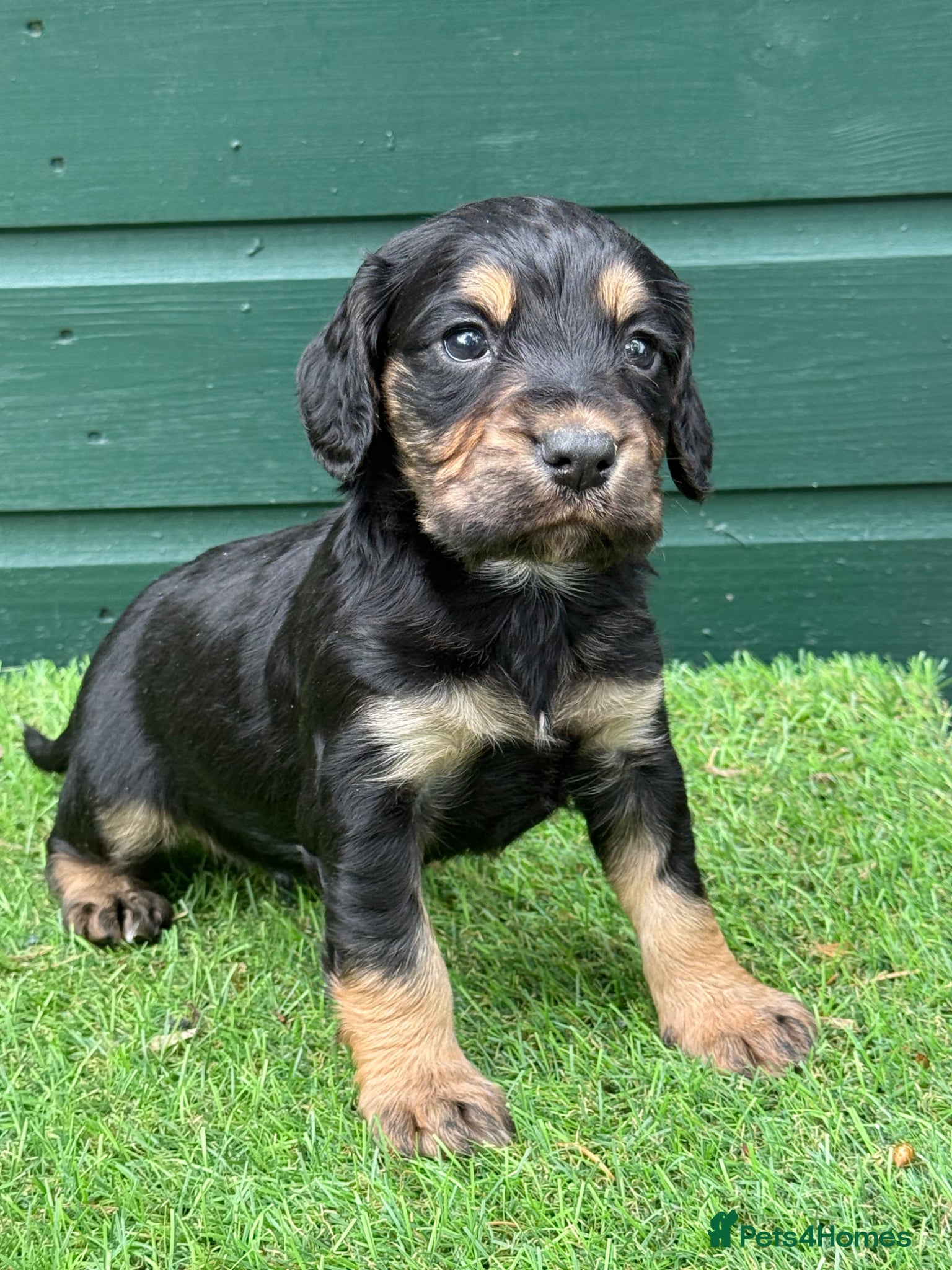 Cocker Spaniel dogs Stunning Cocker Spaniels Fully Health Tested - Advert 1