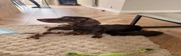 Miniature Dachshund dogs for sale: Miniature Dachshunds  - Advert 7