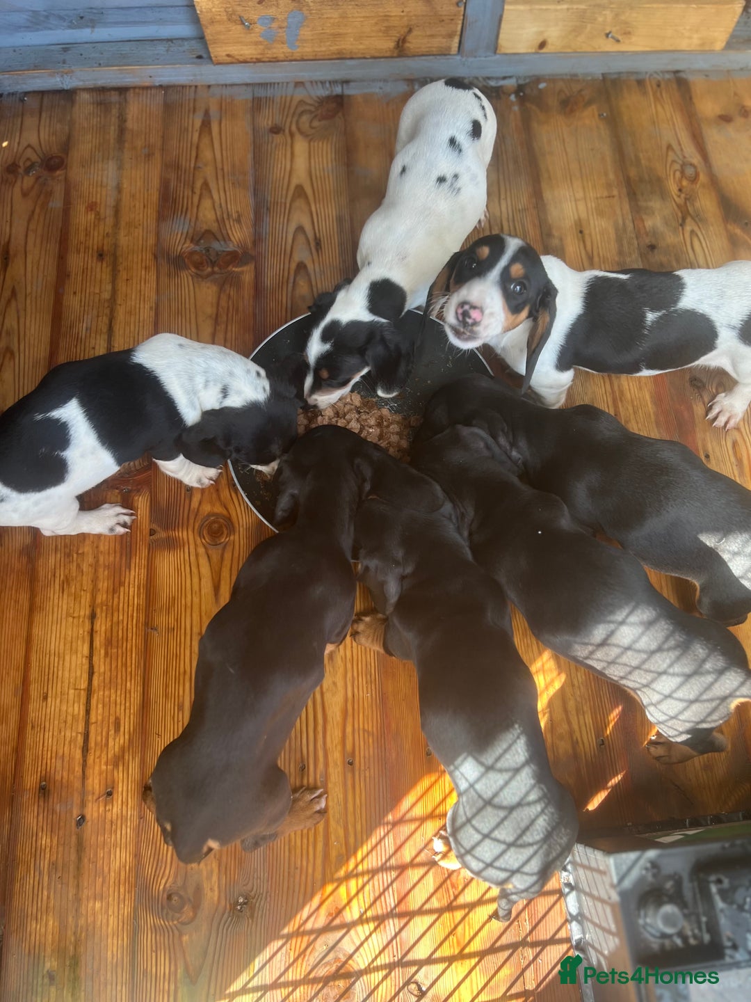 Dachshund dogs for sale: Dachshund puppie - Image 2