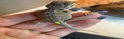 Bearded Dragon reptiles for sale: Baby bearded dragons - Advert 6