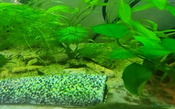 Catfish fish for sale: 22 Baby Common Bristlenose Catfish  - Image 6